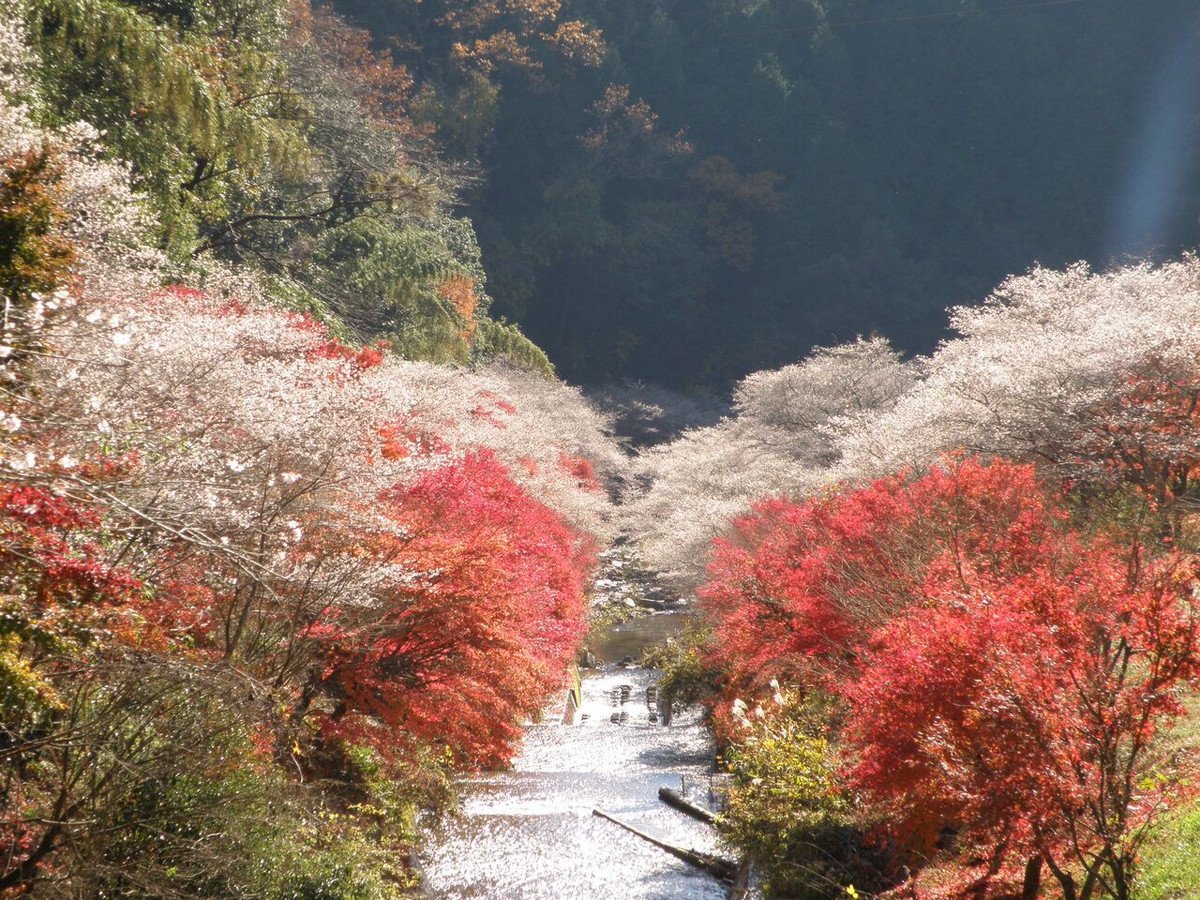 🌸 센미 사계절 벚꽃 마을 (센미 시키자쿠라노 사토) 이미지 3